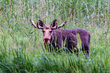 elk in the grass