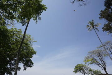 trees in the sky