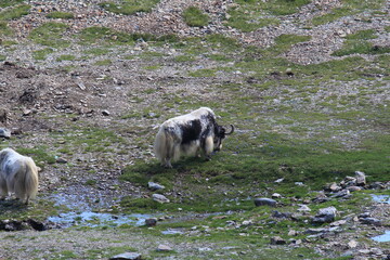 A yak grazes on the slopes of the Caucasus Mountains