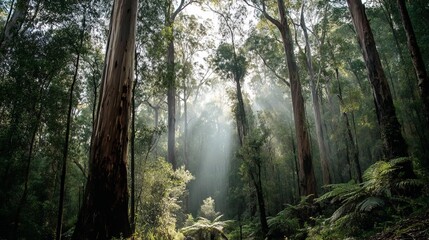Obraz premium Enchanted Misty Forest with Towering Red-Barked Trees and Sunbeams Piercing Ancient Canopy