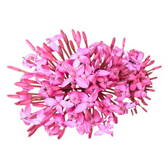 Pink Ixora Flower Cluster Closeup – Transparent PNG of Ixora Bloom for Decorative and Floral Design Use