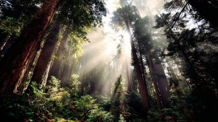 Fototapeta premium Enchanted Misty Forest with Towering Red-Barked Trees and Sunbeams Piercing Ancient Canopy