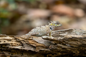Cochinchina lizard - Calotes bachae, beautiful colored agama lizard native to the forest and bushes of Indochina, Vietnam.