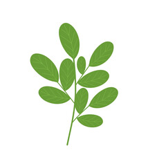 Hand-drawn illustration of Moringa leaf vegetable. Flat design illustration of green Moringa leaf. Illustration of Moringa leaf vegetable. Illustration of herbal leaf 