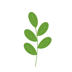 Hand-drawn illustration of Moringa leaf vegetable. Flat design illustration of green Moringa leaf. Illustration of Moringa leaf vegetable. Illustration of herbal leaf 