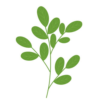 Hand-drawn illustration of Moringa leaf vegetable. Flat design illustration of green Moringa leaf. Illustration of Moringa leaf vegetable. Illustration of herbal leaf 