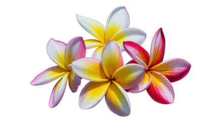 Fototapeta premium Plumeria flowers with white yellow and pink petals isolated on a transparent background tropical fragrant