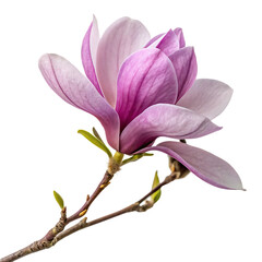 A single elegant purple magnolia blossom with large, soft petals opening in spring isolated on a transparent background png