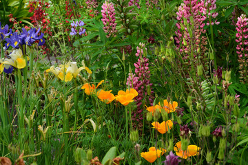 Blumen 1387
