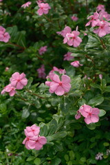 Vibrant pink flowers blooming in lush green foliage. Close-up of tropical garden flora on a sunny day. Natural beauty and vivid colors in a serene botanical setting.
