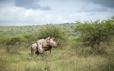 A mother Southern white rhino and her calf appear out of their natural habitat of acacia thorn bushes and grass under an overcast sky on a rainy day in a game reserve in South Africa. © Shirley and Johan