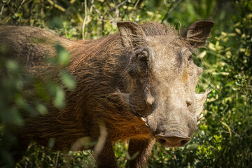 A warthog with its coarse hair and warty face, still looks vaguely cute, and definitely alert and...