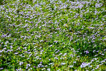 Fototapeta premium Bellis perennis, margarita de los prados o margarita inglesa 