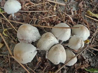 mushrooms in the forest