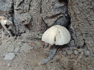 mushrooms on the ground