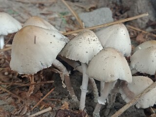 mushroom in the forest