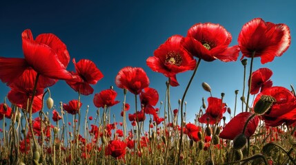 Obraz premium Red poppies in a field against a vibrant blue sky