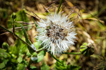Diente de león o Taraxacum offcinale naturales de Menorca