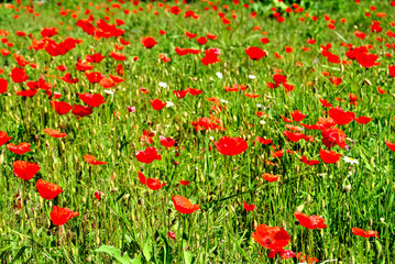 Campo de amapolas de vivos colores rojos