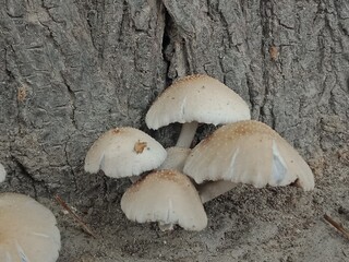 mushrooms in the forest