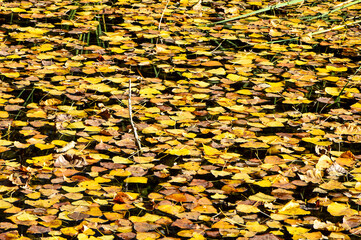 Manto de hojas secas de color marrón en un estanque