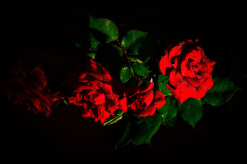 Rosas rojas originarias de Asia cultivo de las rosas en jardines comenzó en China hace...