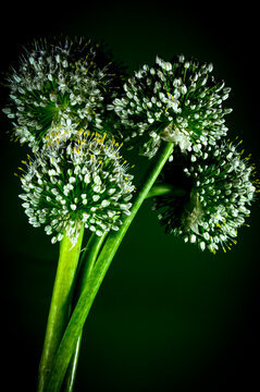 Flor N&aacute;poles o del ajo blanco, Allium neapolitanum  con numerosas flores de un blanco resplandeciente reunidas en umbela semiesf&eacute;rica  
