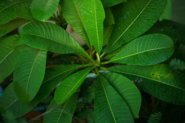The leaves of the frangipani are beautifully shaped and large, arranged in a beautiful order. I love them.