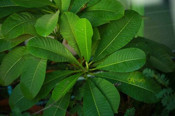The leaves of the frangipani are beautifully shaped and large, arranged in a beautiful order. I love them.