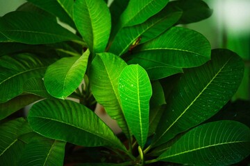 The leaves of the frangipani are beautifully shaped and large, arranged in a beautiful order. I love them.