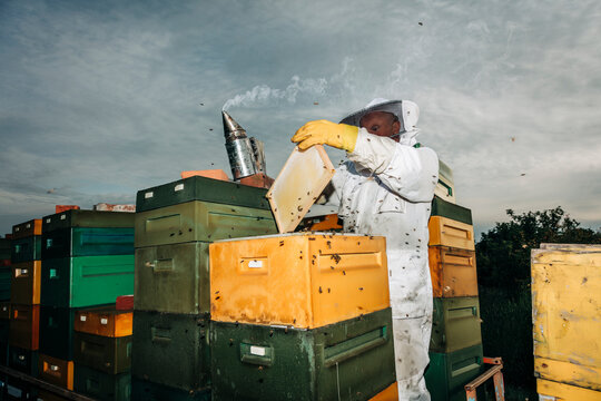 Beekeeper in protective suit collecting honey from hives at an apiary
