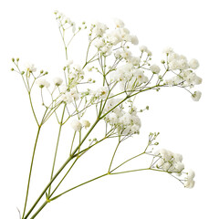 Obraz premium A beautiful and airy single sprig of tiny white baby's breath (Gypsophila) flowers isolated on a transparent background png