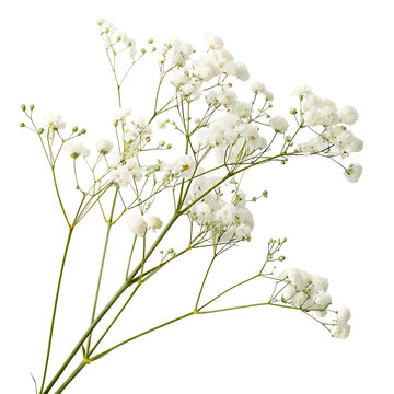 A beautiful and airy single sprig of tiny white baby's breath (Gypsophila) flowers isolated on a transparent background png