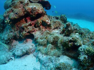 Coral reef in Kerama, Okinawa