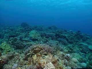 Coral reef in Kerama, Okinawa