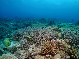 Coral reef in Kerama, Okinawa