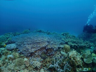 Coral reef in Kerama, Okinawa