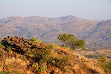 Big tree growing on rocks in a mountain landscape.