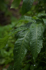 rain drops on a leaf
