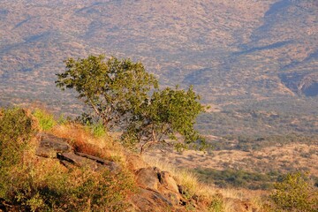 Tree growing on rocks in the mountains.