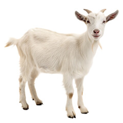 Fototapeta premium A single white domestic goat with horns standing and looking at the camera isolated on a transparent background png