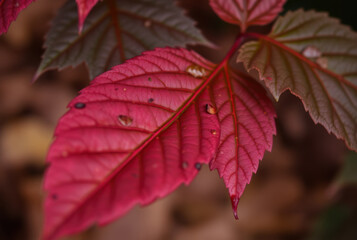 Obraz premium Bright pink leaf showing its veins during autumn