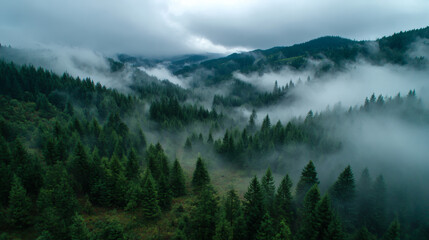 Misty Mountain Forest.