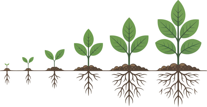 A sequence of plant growth stages from seedling to mature plant with roots and green leaves shown