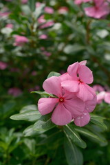 Vibrant pink flowers blooming in lush green foliage. Close-up of tropical garden flora on a sunny day. Natural beauty and vivid colors in a serene botanical setting.
