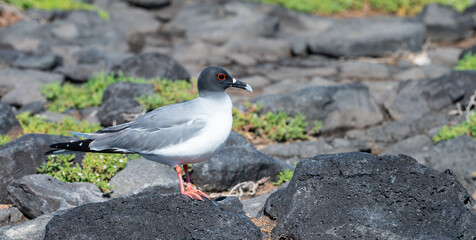 Lava Gull, South Plaza, Endemic Seabird of the Galapagos Islands