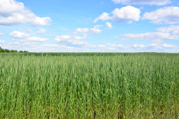 Lush green field under a bright blue sky with fluffy white clouds