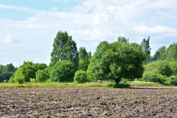 Obraz premium agricultural Field and Lush Trees Under a Blue Sky wallpaper copy space