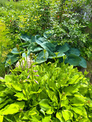 Fresh green foliage featuring large textured leaves of hosta plants surrounded by lush greenery and...