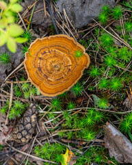 Beautiful forest background with mushrooms. A bright orange mushroom against the background of a forest, bushes and trees. Autumn and summer forest landscapes. High quality photo